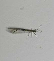 Protoplectrini