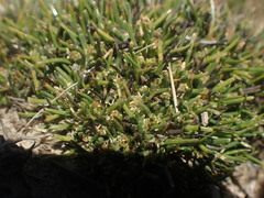Isolepis basilaris