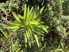 Pimelea longifolia