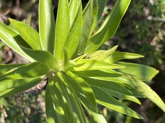 Pimelea longifolia