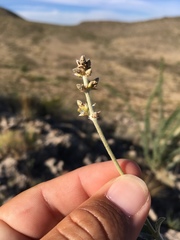 Froelichia arizonica