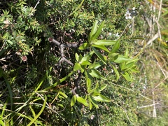 Pimelea longifolia