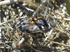 Synemon parthenoides