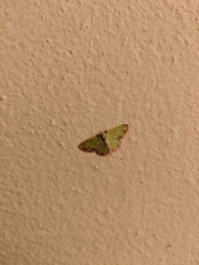 Synchlora xysteraria