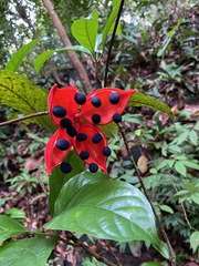 Sterculia coccinea