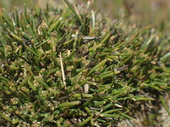 Isolepis basilaris