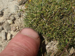 Isolepis basilaris