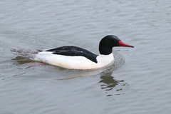 Mergus merganser americanus