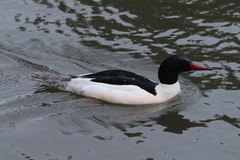 Mergus merganser americanus