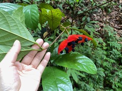 Sterculia coccinea