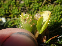 Aecidium westlandicum