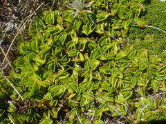 Caltha obtusa