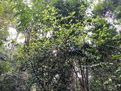 Ficus heteropleura