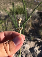 Froelichia arizonica