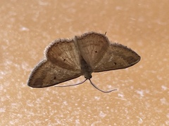 Scopula optivata