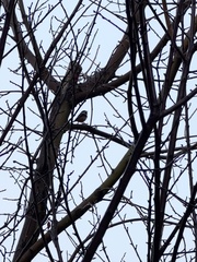 Aegithalos concinnus