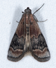 Euzophera semifuneralis