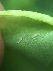 Obolodiplosis robiniae