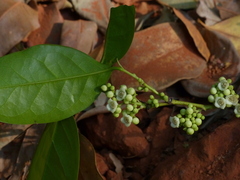Diospyros sylvatica