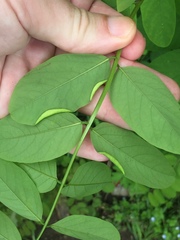 Obolodiplosis robiniae