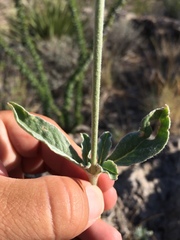 Froelichia arizonica