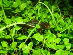 Cynops pyrrhogaster