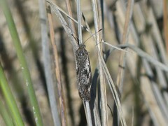 Synemon parthenoides