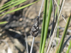 Synemon parthenoides