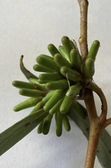 Eucalyptus macrandra