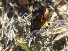 Synemon parthenoides