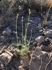 Froelichia arizonica