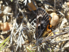 Synemon parthenoides