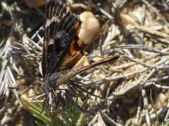 Synemon parthenoides