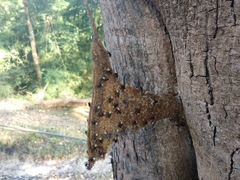 Homotrigona apicalis