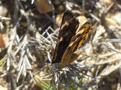Synemon parthenoides