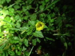 Erythranthe nepalensis