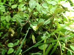 Erythranthe nepalensis