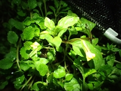 Erythranthe nepalensis