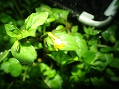 Erythranthe nepalensis