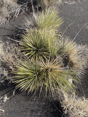 Yucca angustissima