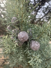 Cupressus