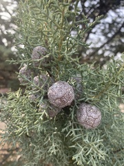Cupressus