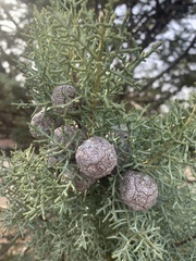 Cupressus