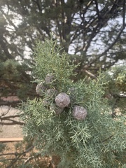 Cupressus