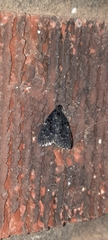 Stericta carbonalis