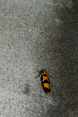 Chrysaeglia magnifica