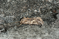 Spodoptera litura