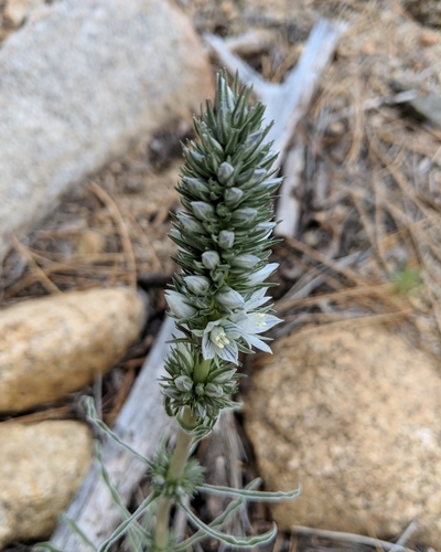 Image of Frasera tubulosa by no rights reserved