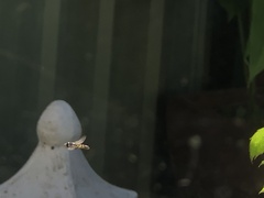 Simosyrphus grandicornis