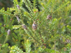 Melaleuca densa